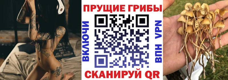 Галлюциногенные грибы Psilocybe  Купить  Алексеевка 